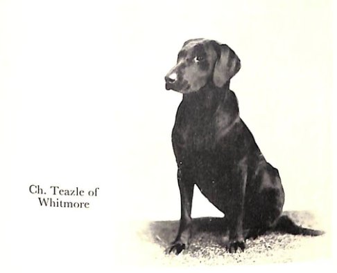 Teazle of Whitmore