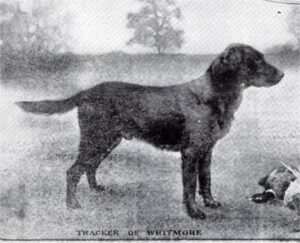 Tracker of Whitmore