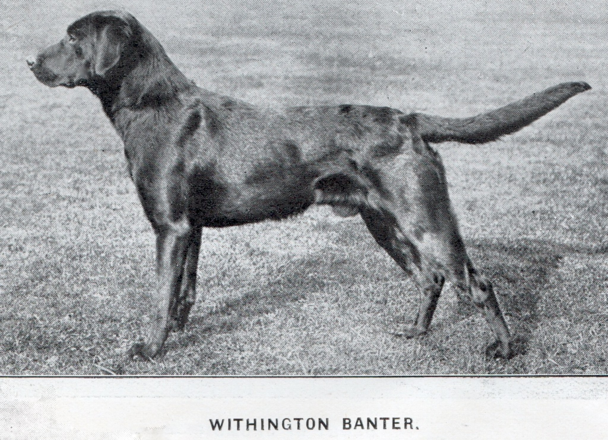 Withington Banter