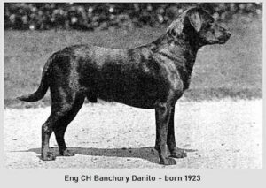 Banchory Danilo