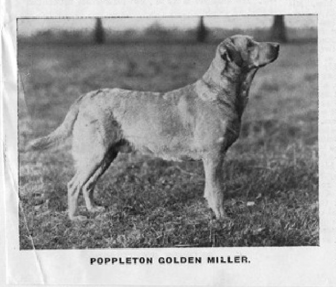 Poppleton Golden Miller
