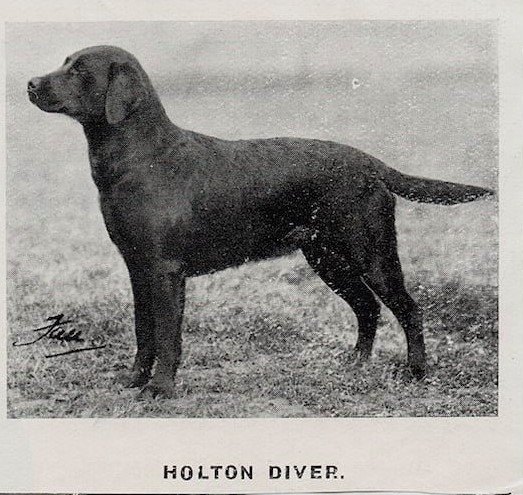 Holton Diver