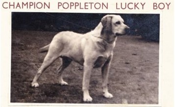 Poppleton Lucky Boy